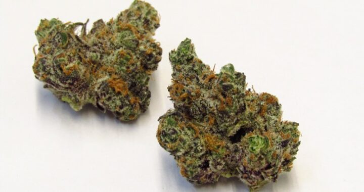 Apple Fritter Strain: A Comprehensive Guide